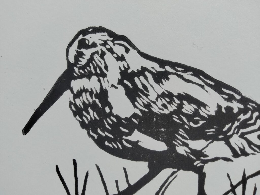 MEEP (American Woodcock)