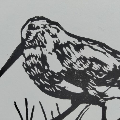 MEEP (American Woodcock)