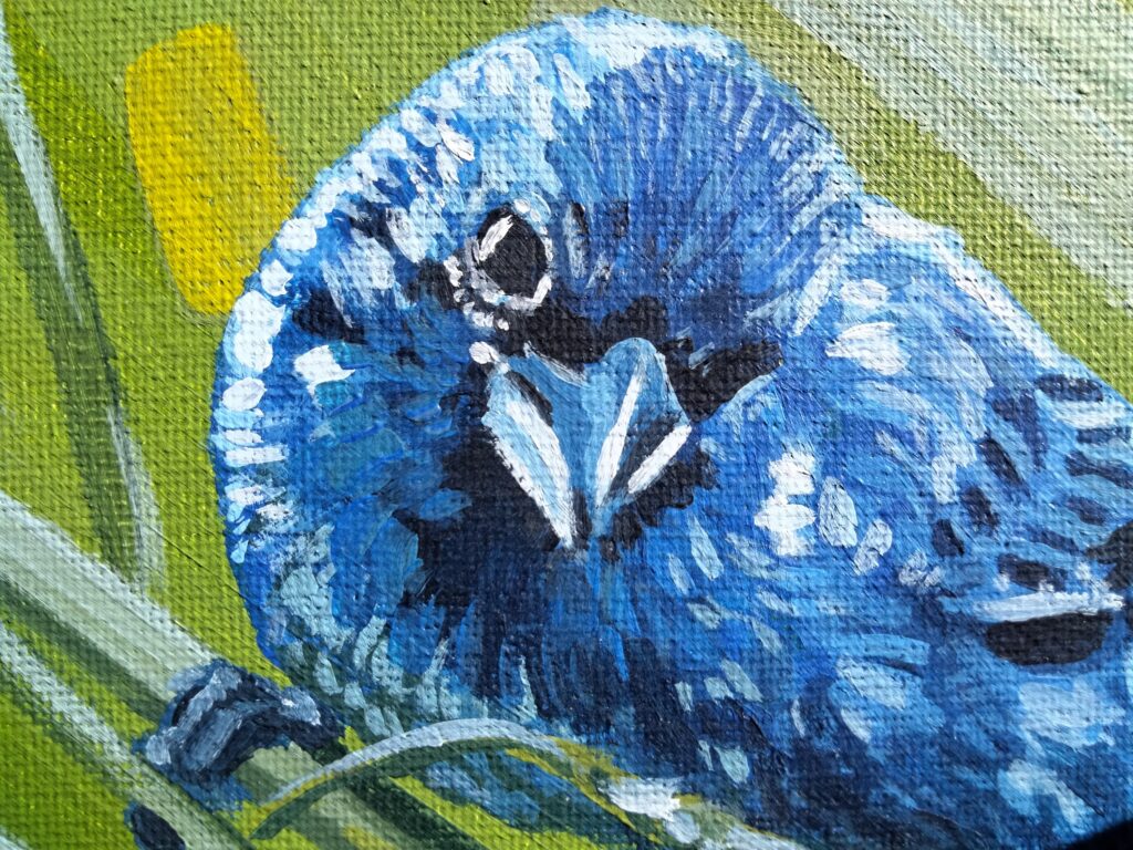 Indigo Bunting