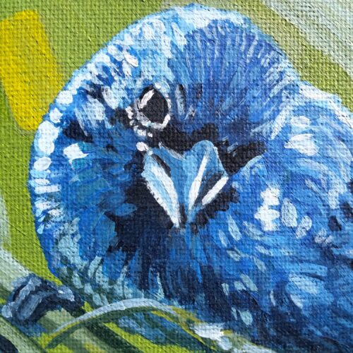 Indigo Bunting