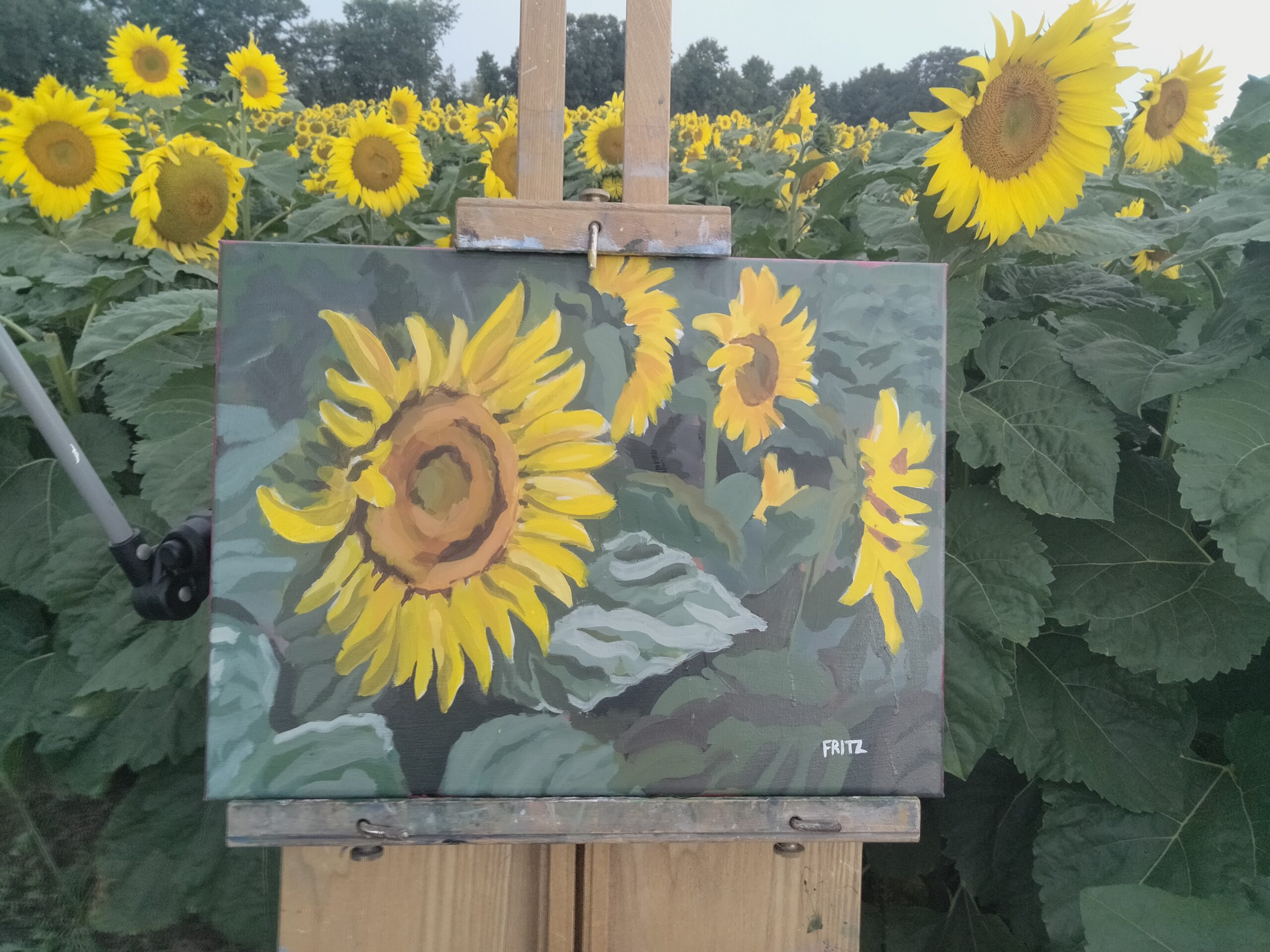 Munsell Sunflower Field 2026
