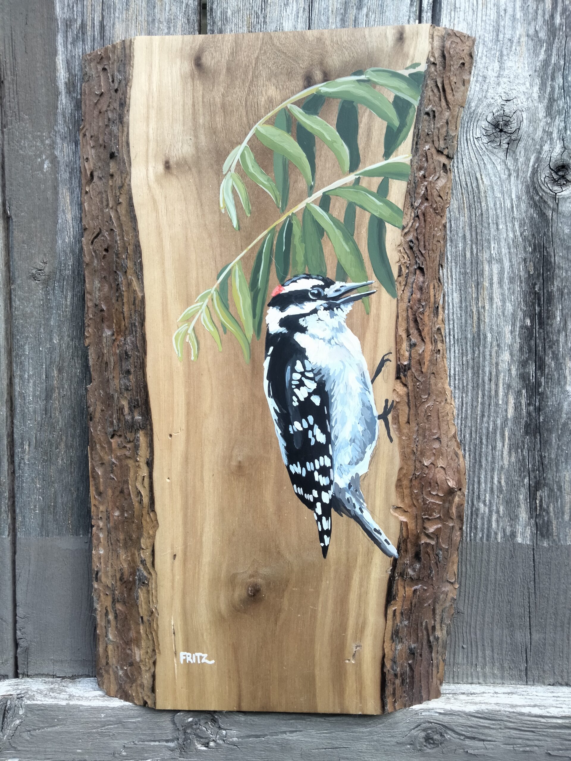 The Woods: Hairy Woodpecker